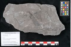 Foto (Objekt + Etikett) von Asterophyllites sp.  (NHMW-GEO-2024-0188-10989)